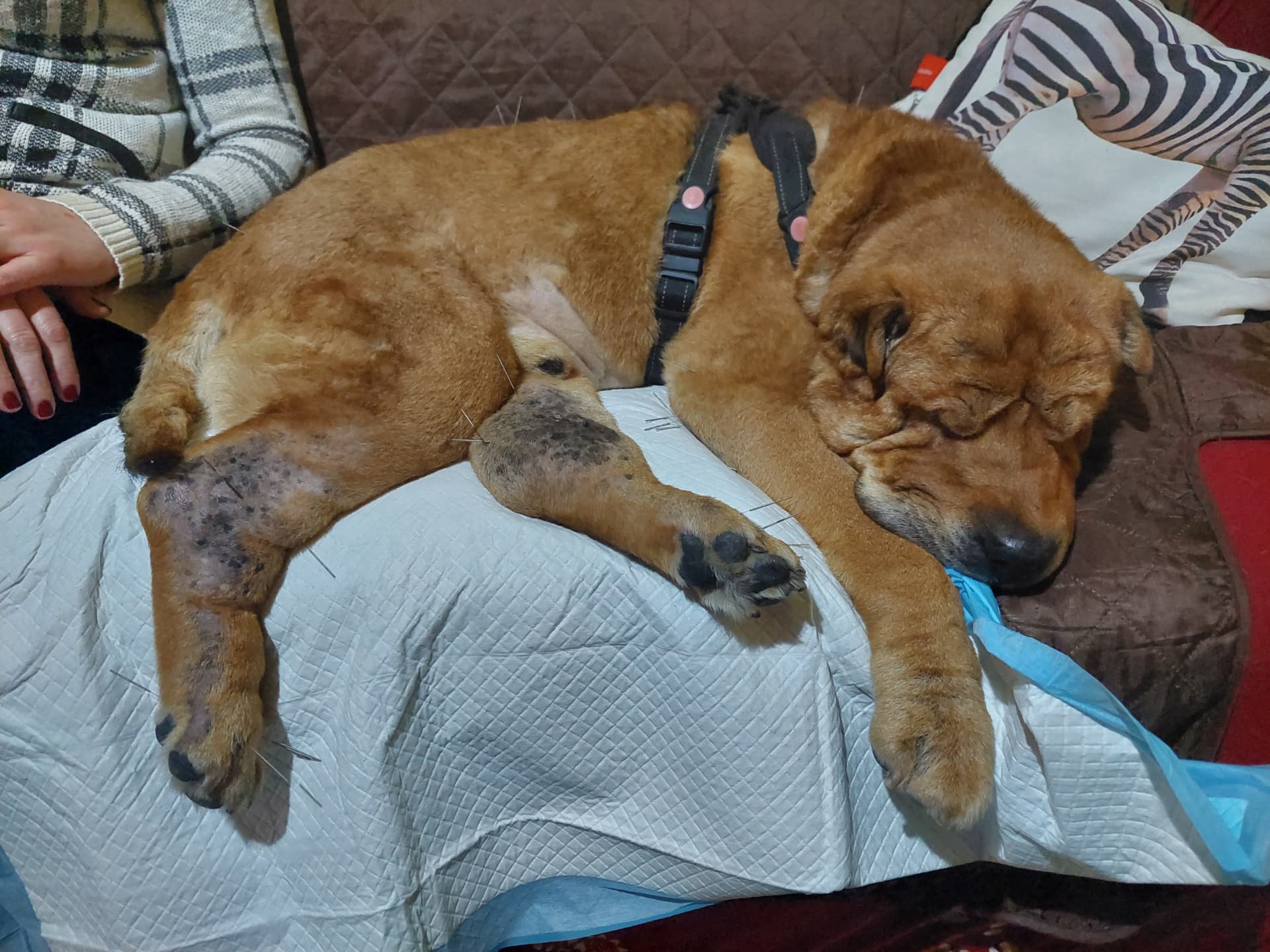 Shar-pei mix sleeping deeply during a session