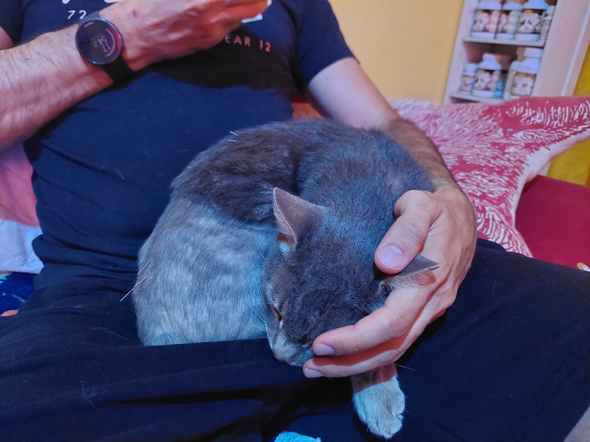 Cat held calmly during a session