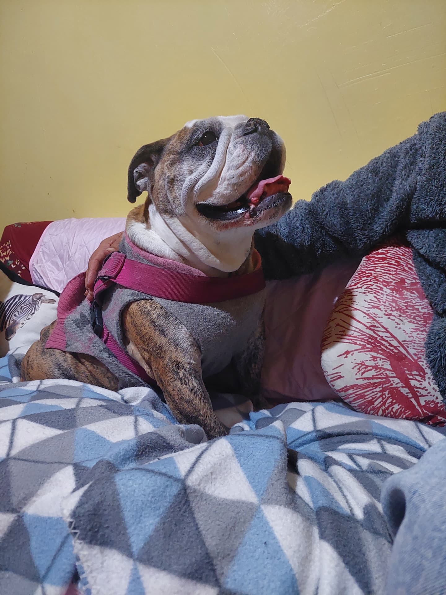 Leita, an English bulldog, happy with her family