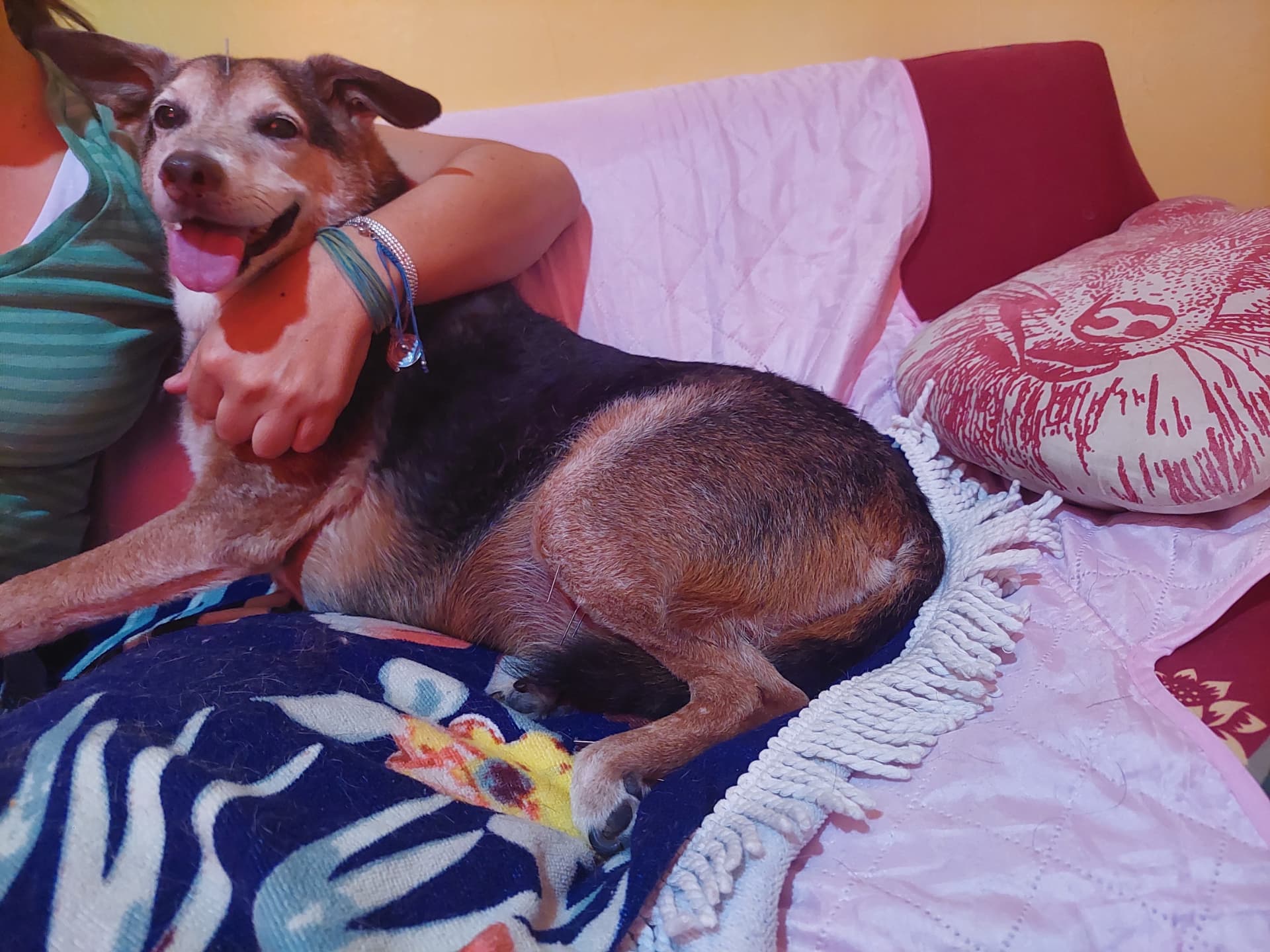 Senior dog relaxed after her session