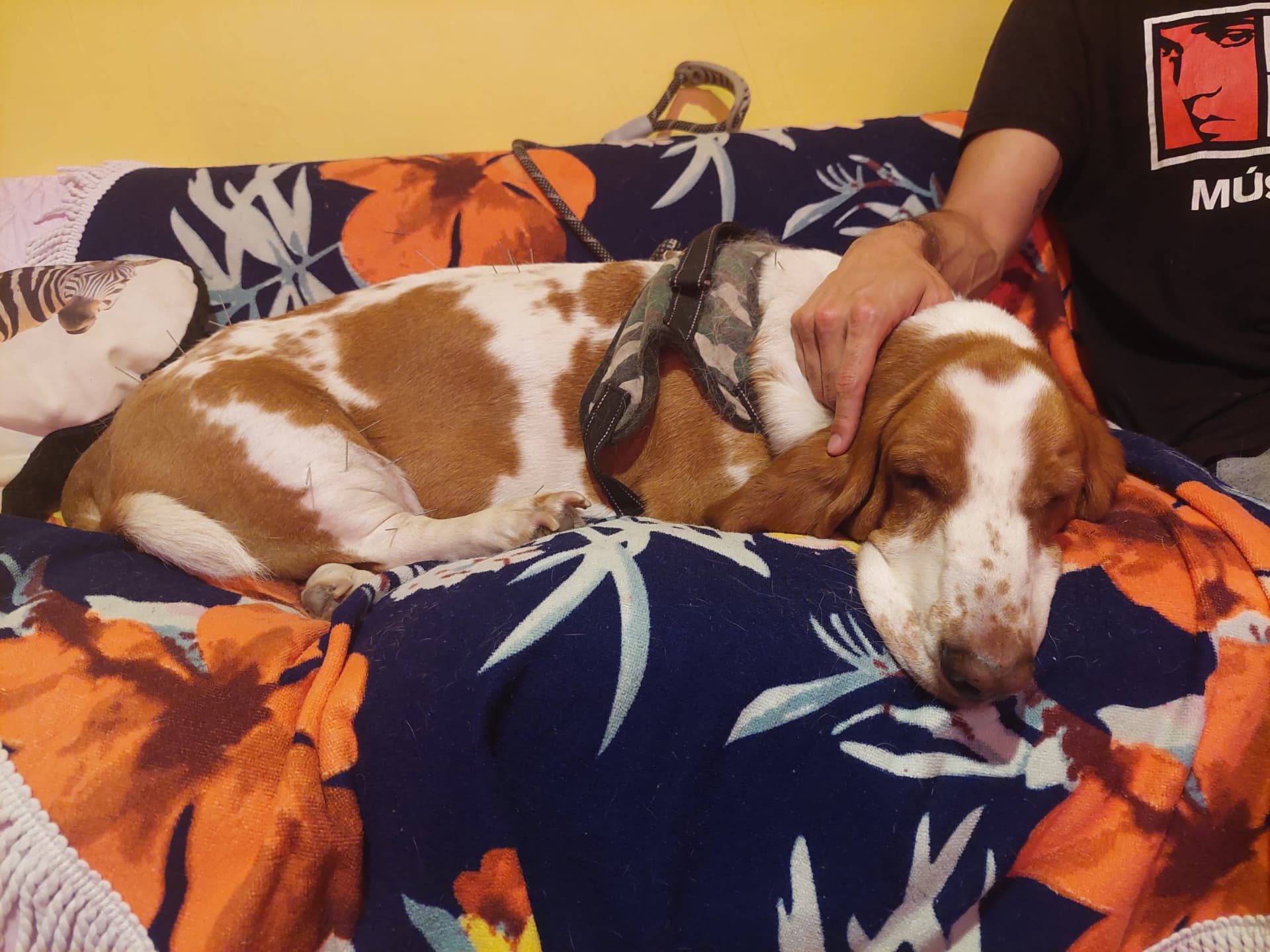 Hound resting with his guardian during a session