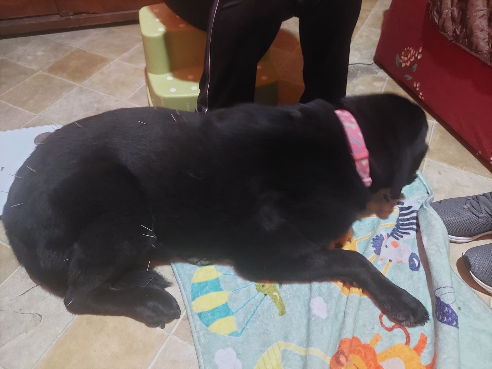 Labrador resting calmly during a session