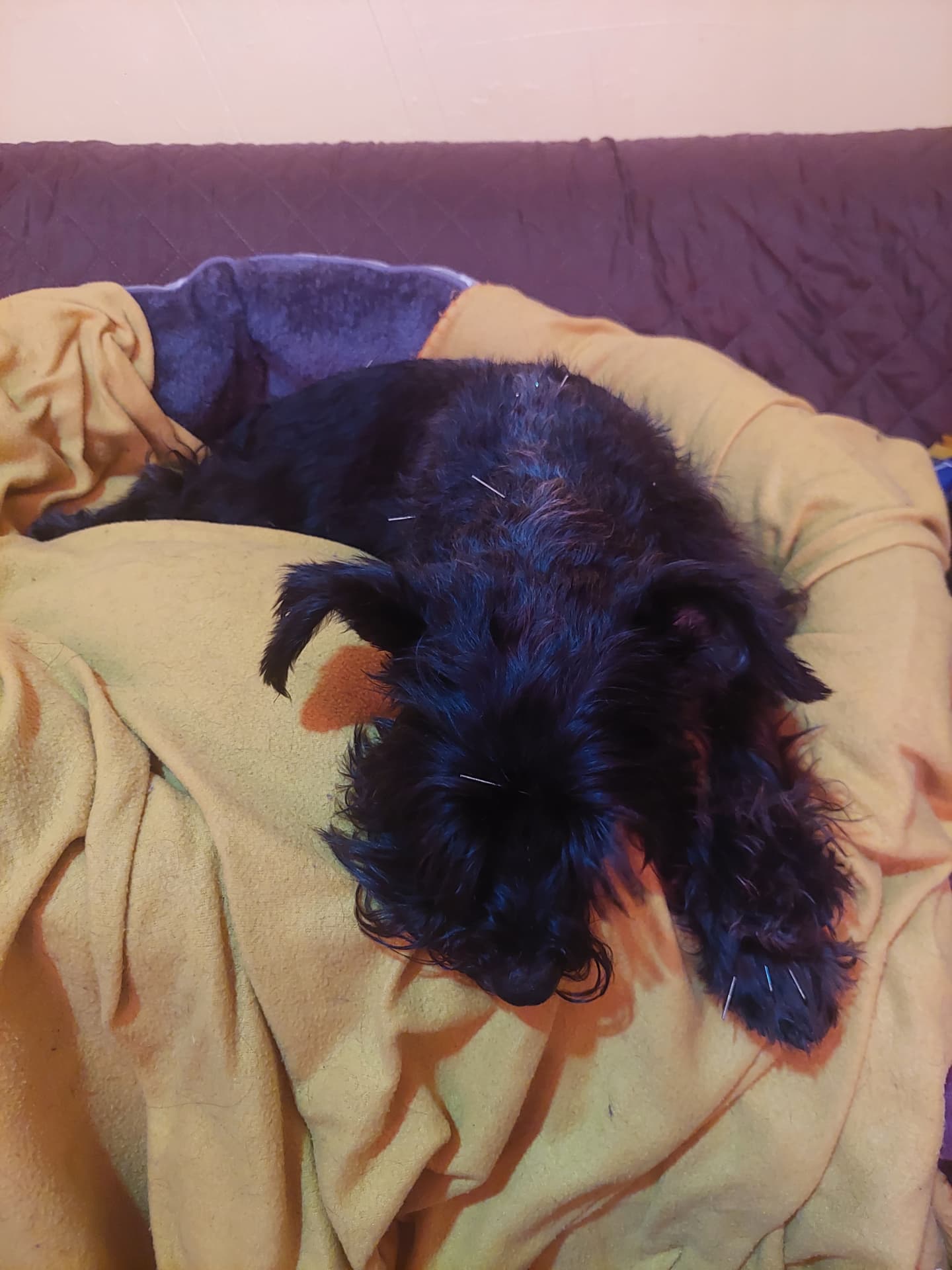 Small terrier curled up during a session